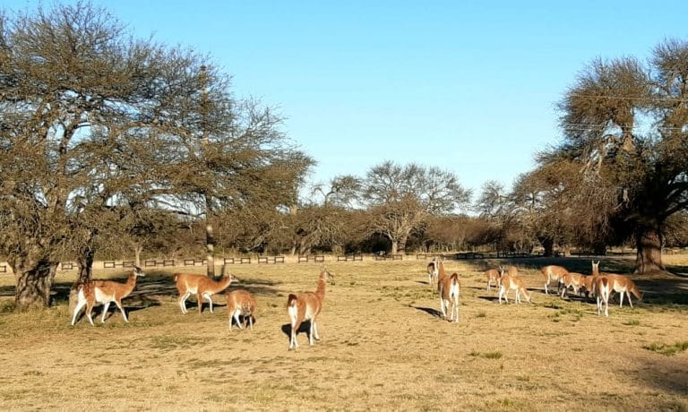 El Gobierno de La Pampa propone crear un cuerpo de guardaparques
