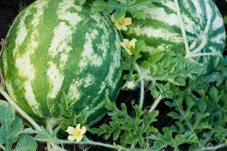 Para los amantes del Jardín: ¿Qué podemos sembrar en la huerta de noviembre?