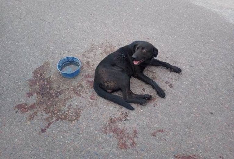 Video: una mujer ató a su perro al auto y lo arrastró varias cuadras en Tunuyán