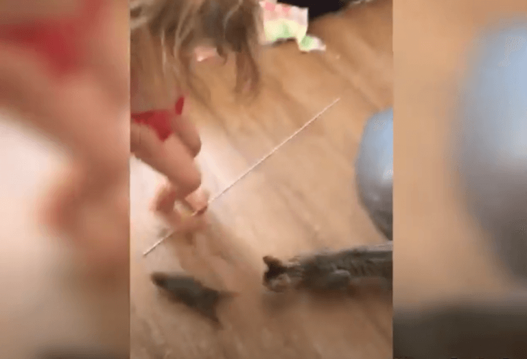 Video: “Hay un conejito bebé”, la ternura de una nena generó el susto de su mamá y un montón de memes