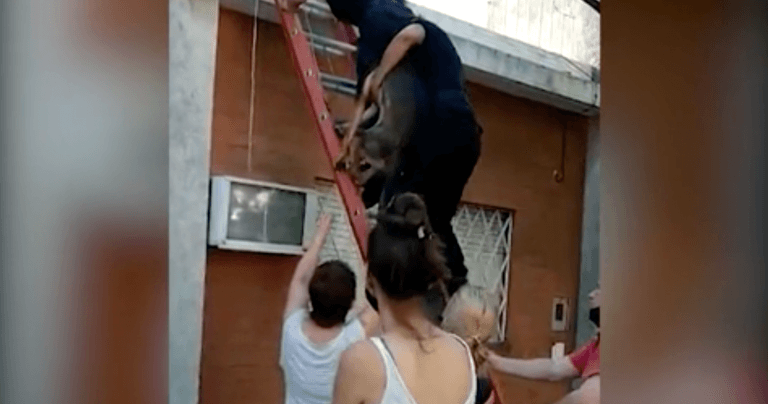 Rosario: se mudaron y dejaron al perro abandonado en la terraza