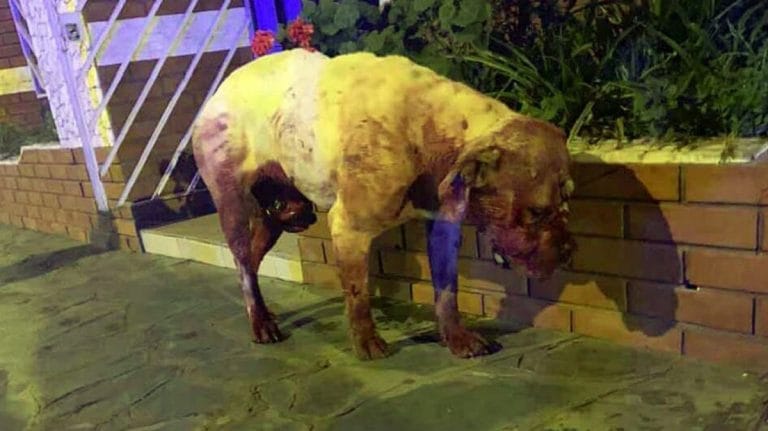 Horror en Villa Ballester: denunciaron a un vecino que torturó y mató a su perro