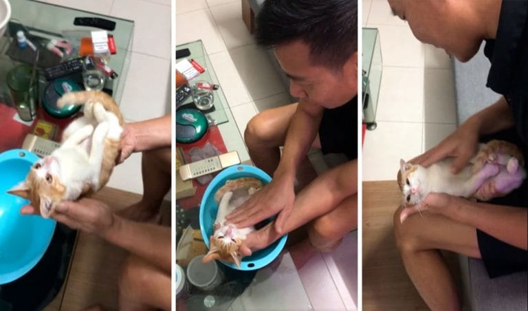 YouTube viral: padre enseña a su hijo a cómo bañar un recién nacido junto con su gato