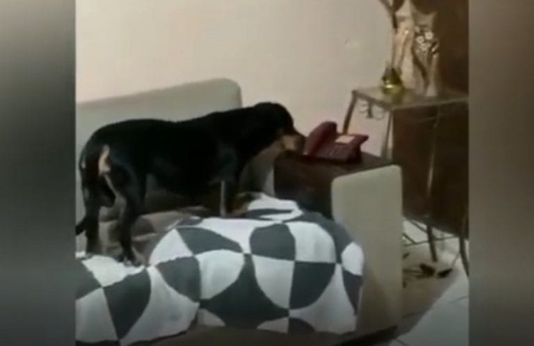 Video viral: nadie atendía el teléfono y el perro salió a contestar el llamado