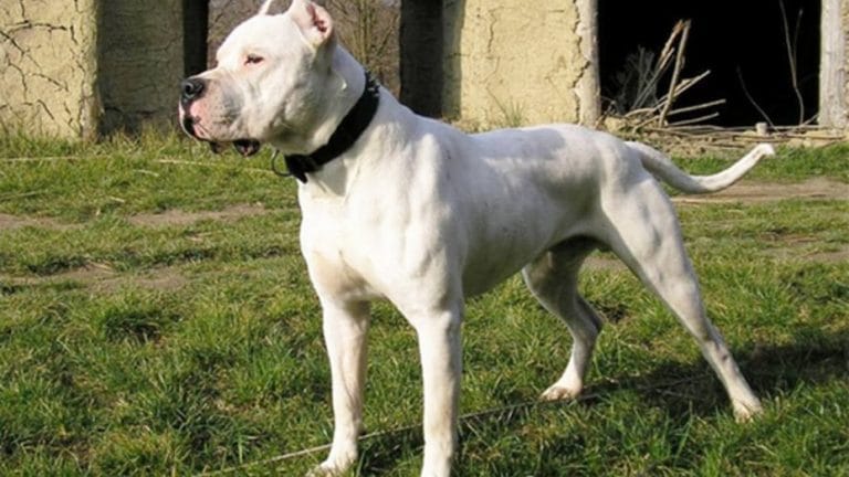Un dogo mató a una nena de 2 años en Ensenada