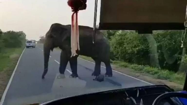India: video donde un elefante asalta un vehículo y “roba” racimo de bananas