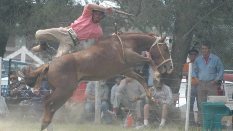 Bahía Blanca: piden prohibir todos los espectáculos y eventos con animales