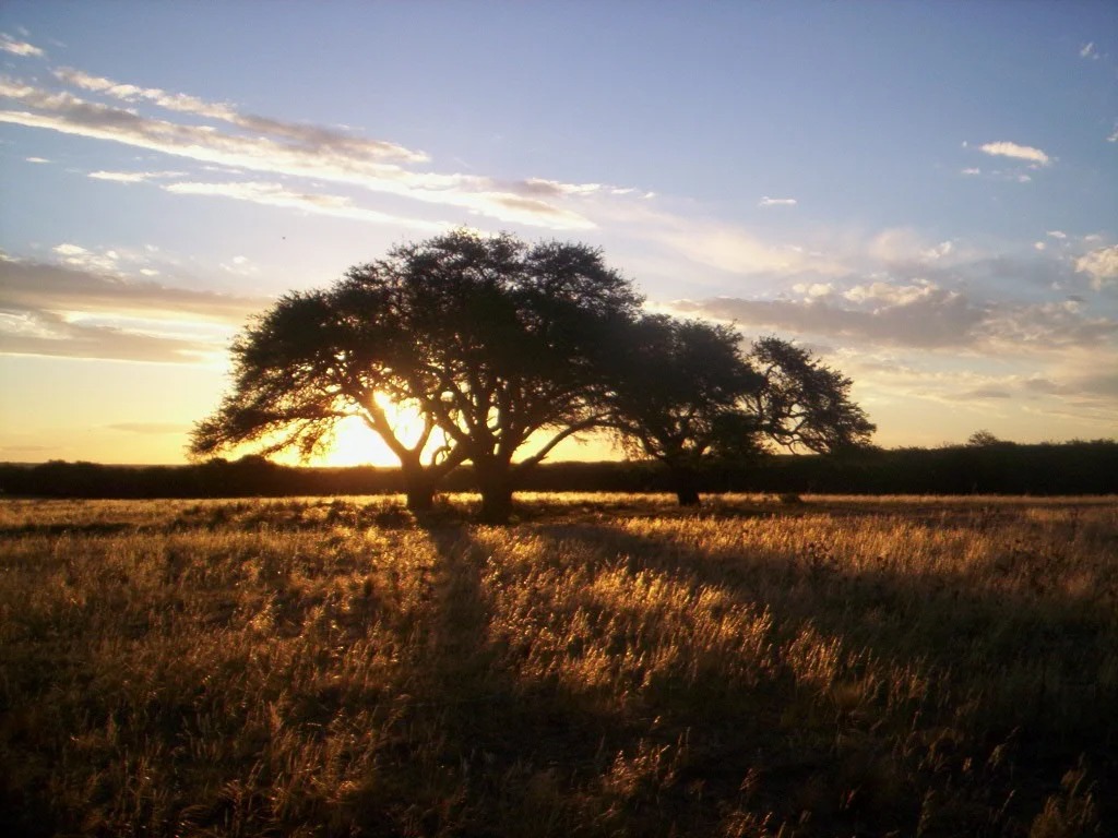 La curiosa historia de la bella imagen de un caldén pampeano que se viralizó y llegó a