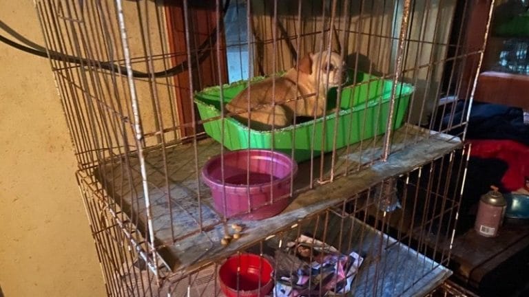 Maltrato animal: encontraron unos 150 perros para la venta en una casa de Rosario