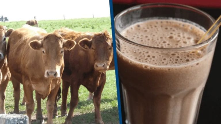 Millones de estadounidenses creen que la chocolatada viene de vacas marrones