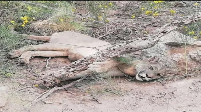 VIDEO: Rescataron a un puma atrapado por un incendio en Córdoba