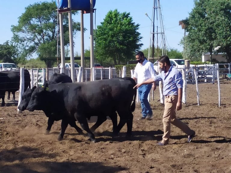 Productores del oeste pampeano recibieron una nueva entrega de toros mejorados genéticamente