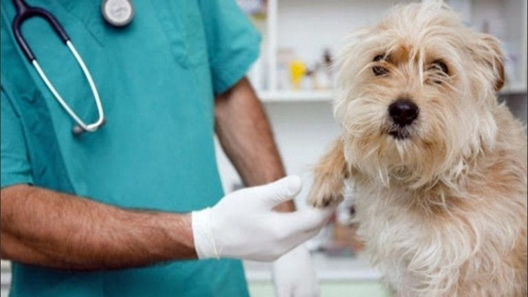 Mendoza: un proyecto de ley busca crear un hospital público de animales