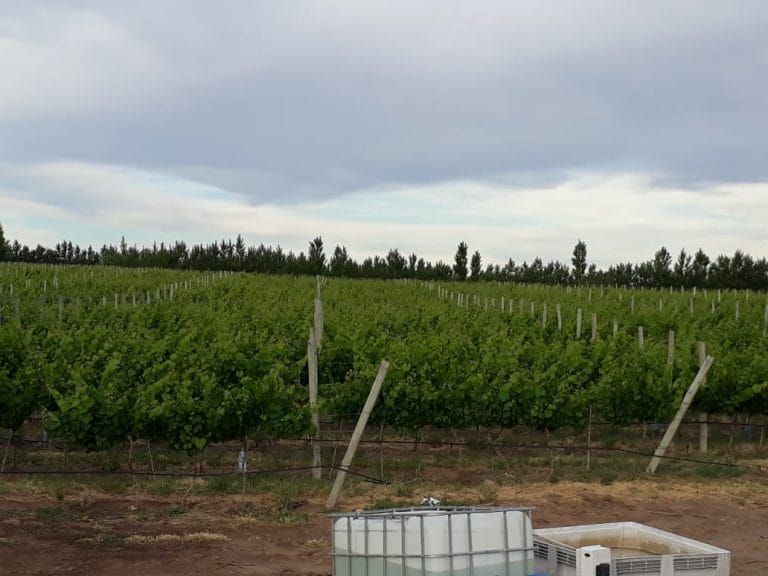 Casa de Piedra: El Ente Provincial del Río Colorado implantó once nuevos varietales