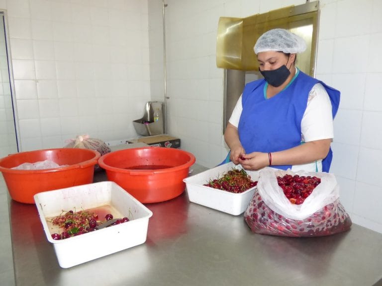 Gobernador Duval continúa produciendo frutos de estación: “Hay frutillas, cerezas y se trabaja con personal integrado mayoritariamente por mujeres”