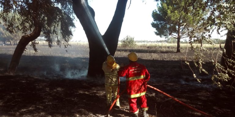 Tres dotaciones de Bomberos contuvieron incendio de pastos y plantas en campo de Veterinarias