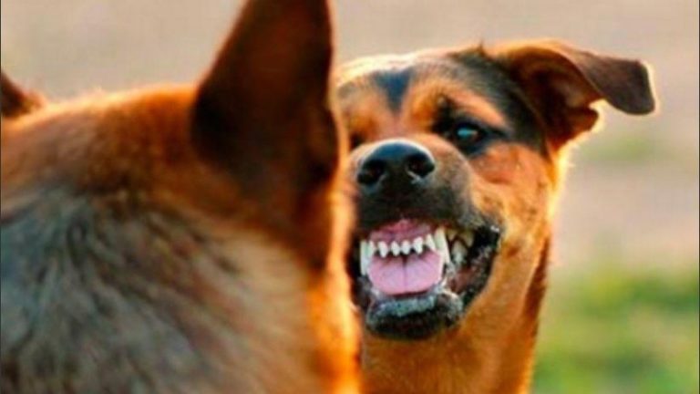Conmoción en Córdoba: Dos perros atacaron y mataron a su dueña
