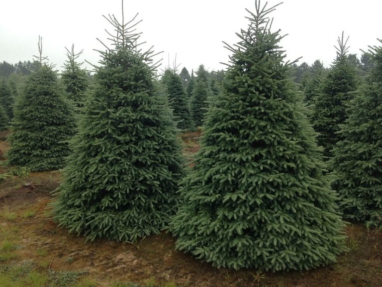 Para los amantes del Jardín: Hoy vamos a hablar de plantas que representan la Navidad