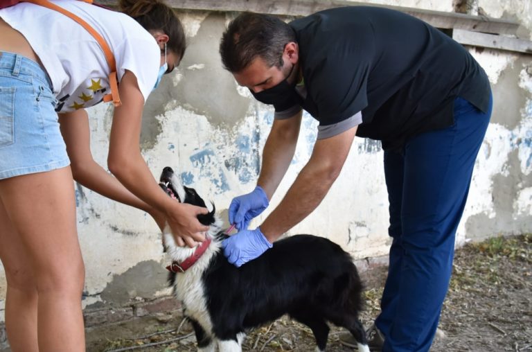 La campaña contra la garrapata y la vacunación antirrábica “fue un éxito”, dijo Matías Calmels