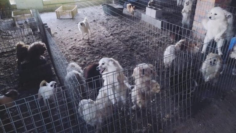 España: tenía un criadero ilegal de perros, para que no ladraran les cortaba las cuerdas vocales