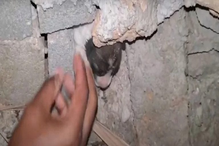 Video: escuchó extraños sonidos y descubrió un perro atrapado dentro de una pared