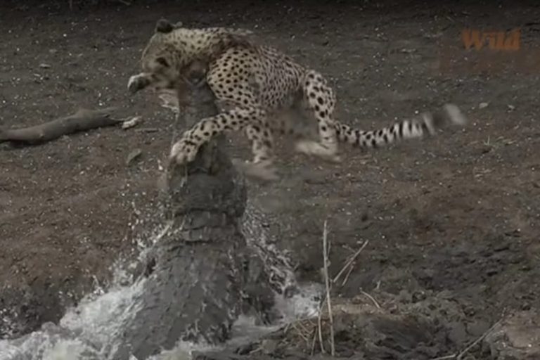 En África: video donde un cocodrilo caza a una chita que bebía de un estanque