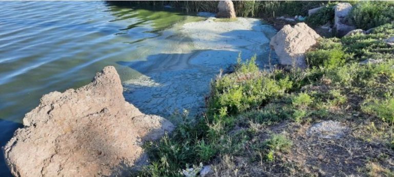 Se registró floración algal en un sector del cuenco principal de la laguna Don Tomás