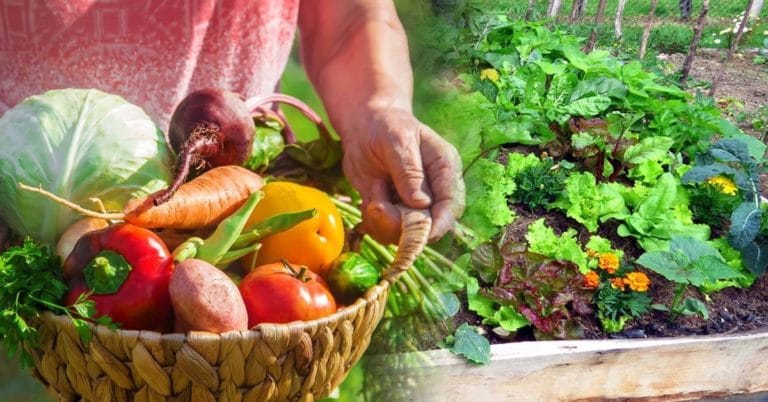 Para los amantes del Jardín: Hoy vamos a hablar de las siembras de diciembre en la huerta