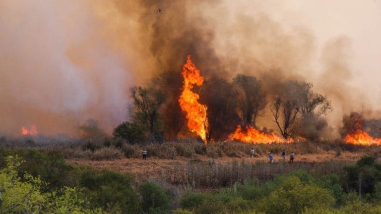Es ley: no se podrán vender terrenos incendiados en plazos de entre 30 y 60 años