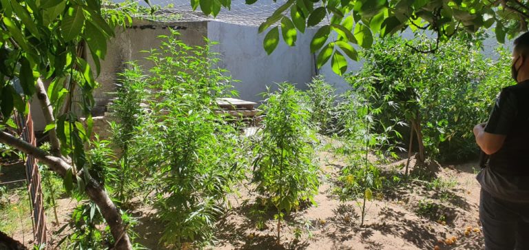 Secuestran 499 pastillas de éxtasis en el puesto caminero de Catriló y tras allanar la casa de los involucrados incautaron 27 plantas de marihuana