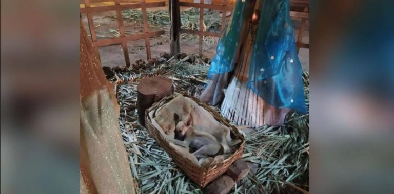 Un perrito callejero durmiendo en un pesebre hizo nacer una cadena de solidaridad y le encontraron un hogar
