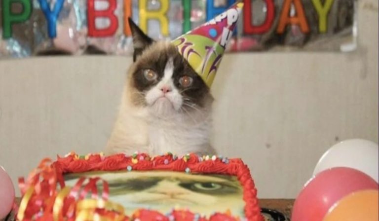 Mundo insólito: en Chile 15 personas se contagiaron de coronavirus por asistir a la fiesta de cumpleaños de un gato
