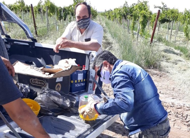 Elaboran un nuevo protocolo dentro del programa de control y erradicación de mosca de los frutos