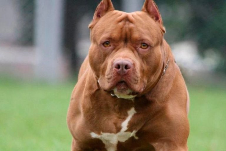 Morón: un pitbull atacó en cadena a cinco vecinos y la policía lo mató para controlar la situación