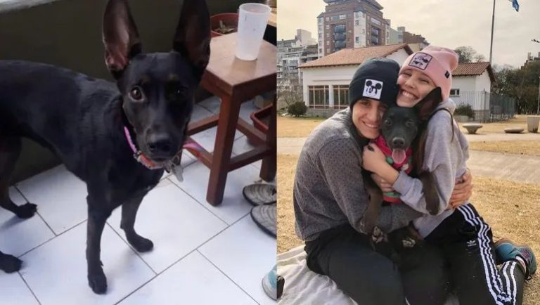 Joven desesperada: Le perdieron a su perra durante un traslado y ahora la busca intensamente en La Pampa