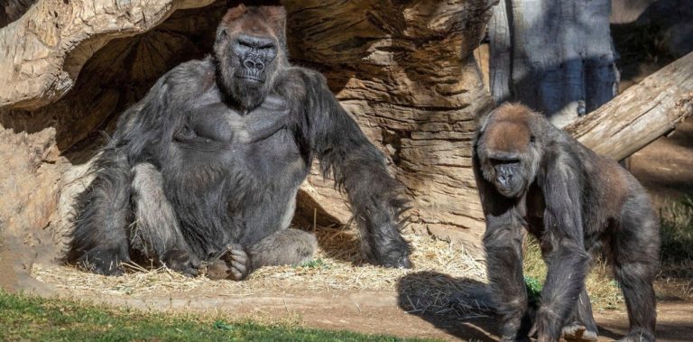 Al menos dos gorilas de un zoológico de Estados Unidos dieron positivo de coronavirus: se habrían contagiado de un cuidador