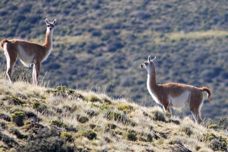 Tras nueve nacimientos recientes, crece la población de guanacos en Parque Luro