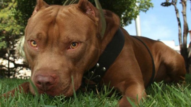 Un pitbull le destrozó el rostro a un nene de tres años en Córdoba: “Es la segunda vez que lo muerde”