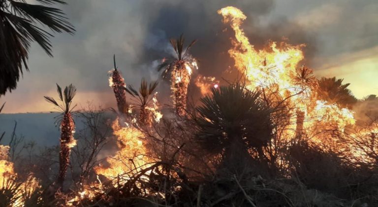 Incendios de 2020: El impacto sobre el escaso bosque nativo que queda en Córdoba