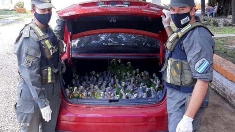 Santiago del Estero: llevaban de contrabando 216 loros habladores en el baúl del auto
