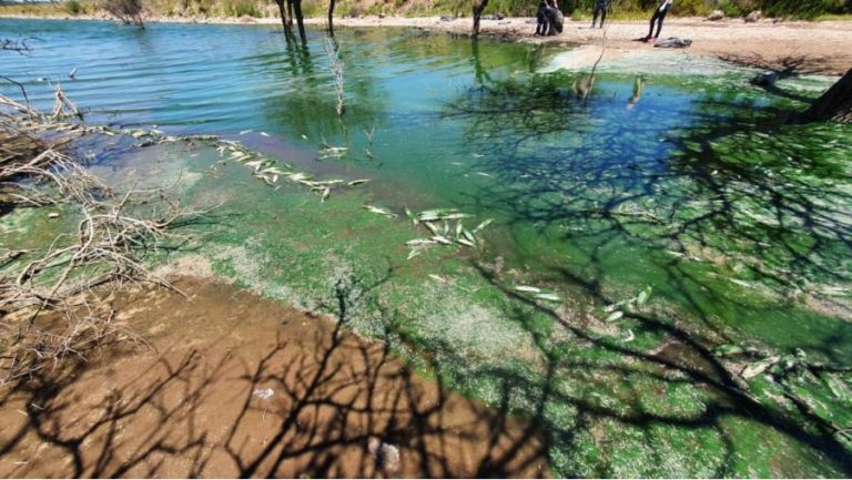 Estudian la aparición de pejerreyes muertos en la laguna del Bajo Giuliani