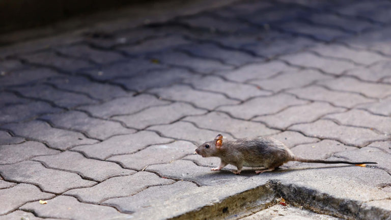 General Pico: alerta por presencia de roedores en la zona céntrica
