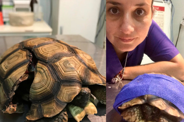 Murió la tortuga que había sido rescatada en La Pampa luego de ser pisada por un auto