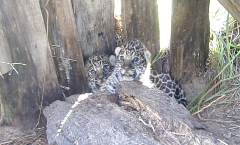 Nacieron dos cachorros de yaguareté en el Parque Nacional Iberá en Corrientes