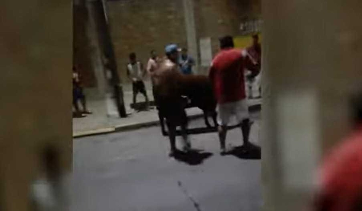 Liniers: exigieron una vaca como “peaje” y la degollaron en la calle
