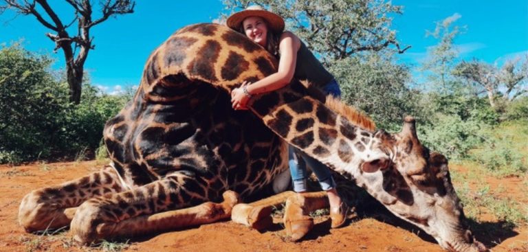 Sudáfrica: cazó una jirafa, le extirpó el corazón y divulgó las imágenes en las redes para festejar San Valentín
