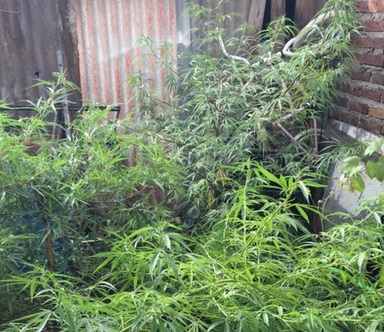 Allanamiento en barrio Ranqueles: Tras una persecución demoraron a un delincuente y secuestraron plantas de marihuana