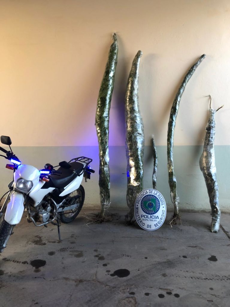 Trenel: En el transcurso de febrero la Policía secuestro 13 plantas de marihuana en distintos domicilios