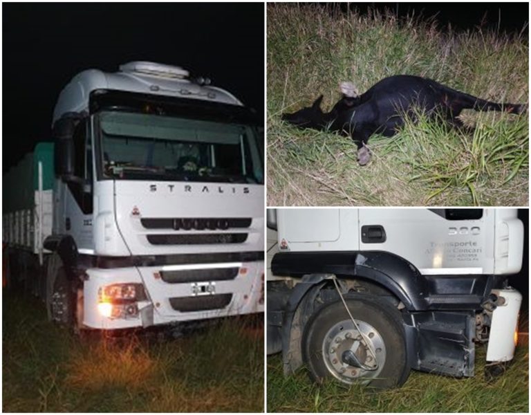 Camionero pampeano chocó animales sueltos en ruta 33, pero no sufrió lesiones