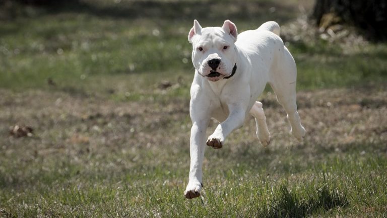 Tragedia en Mendoza: Un perro dogo mató a una beba de un año